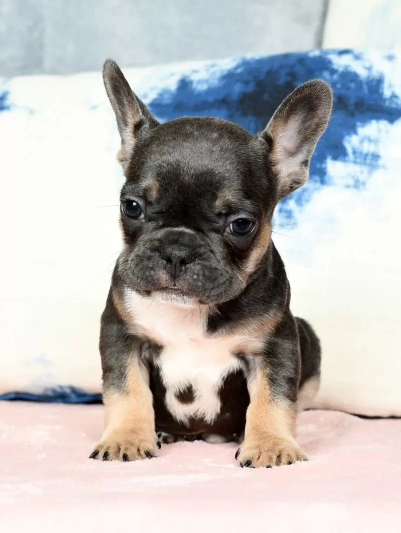 Romeo