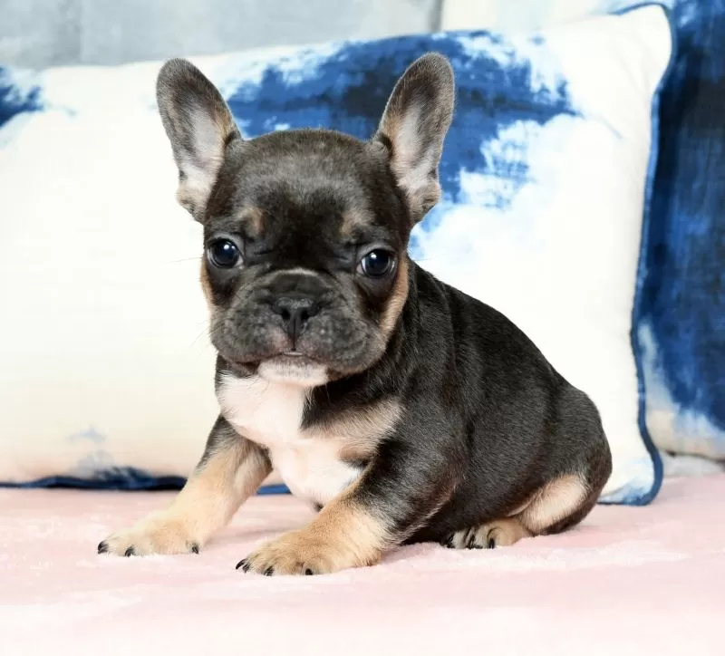 Romeo