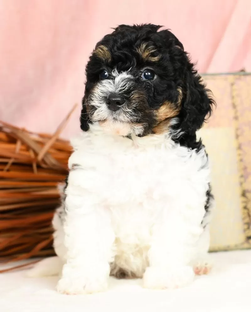 Marley