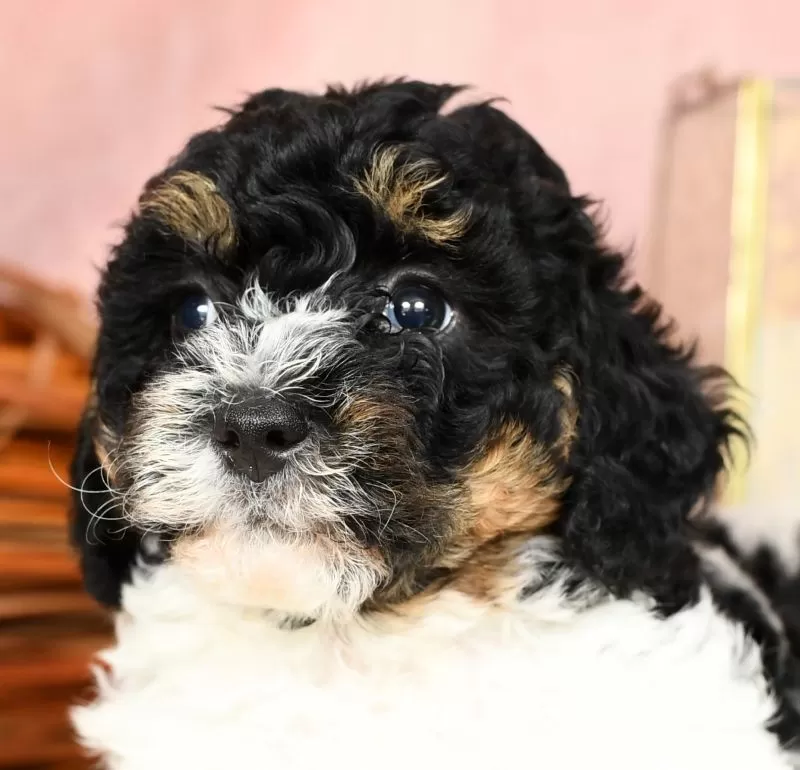 Marley