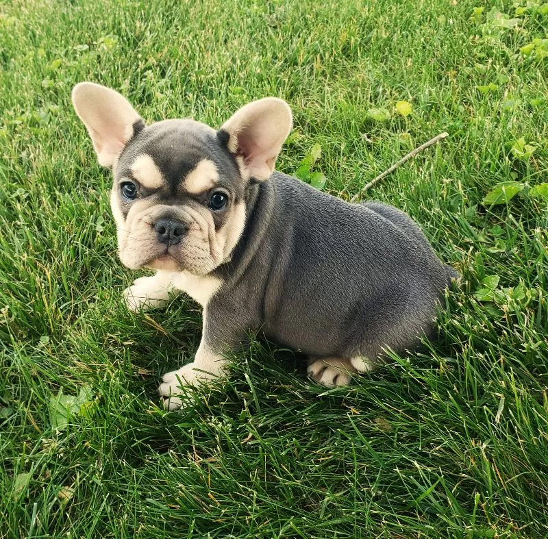 Maxie