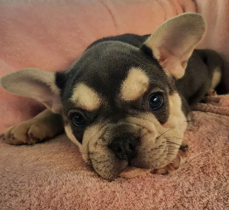 Maxie