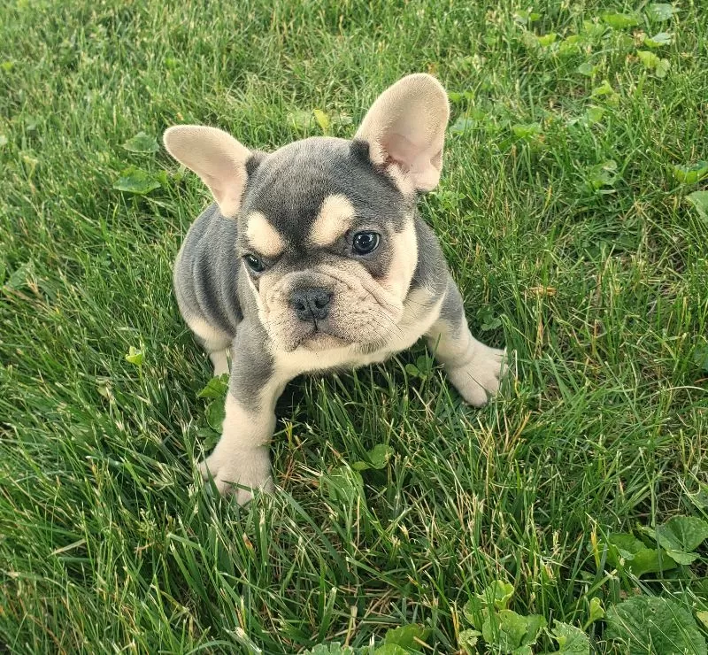 Maxie