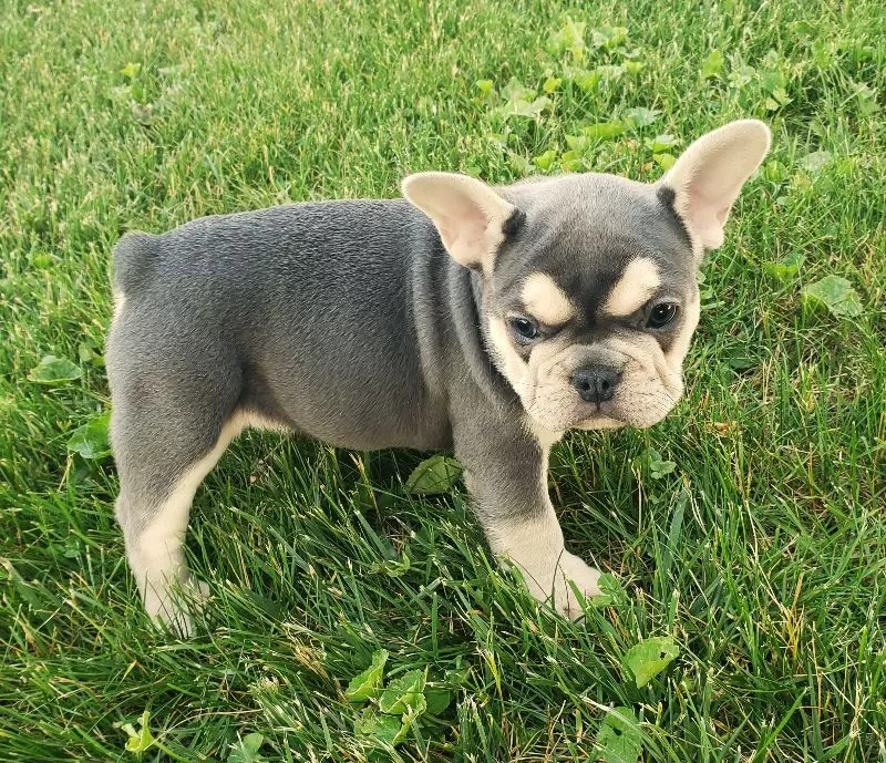 Maxie