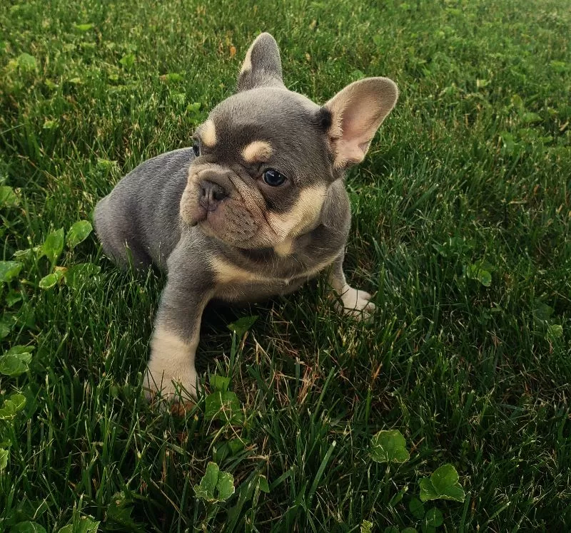 Darcy