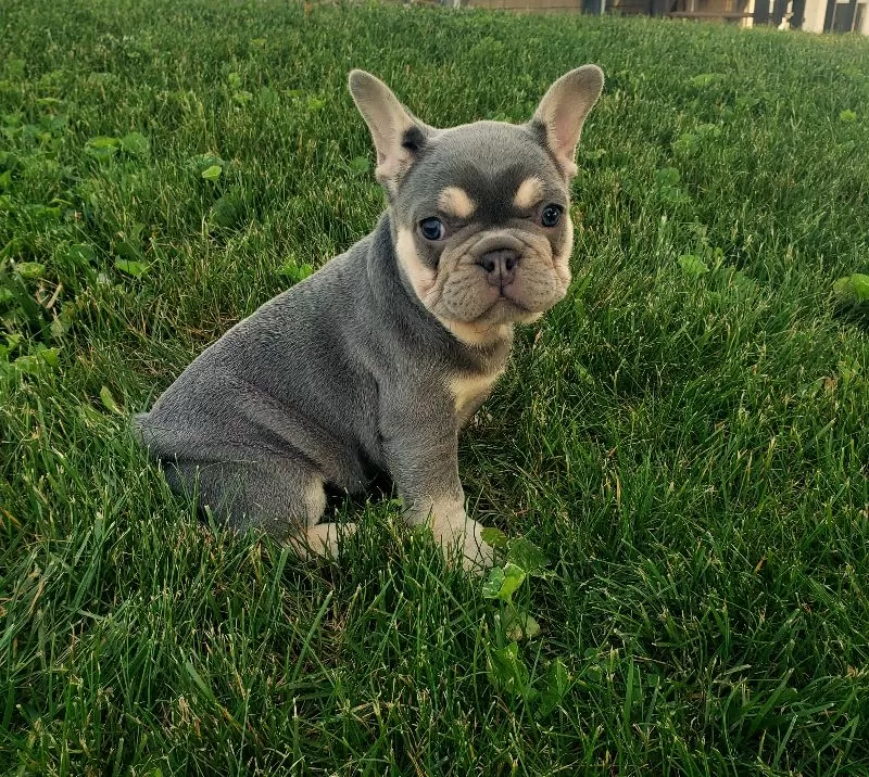 Darcy