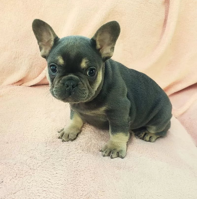 Lyla