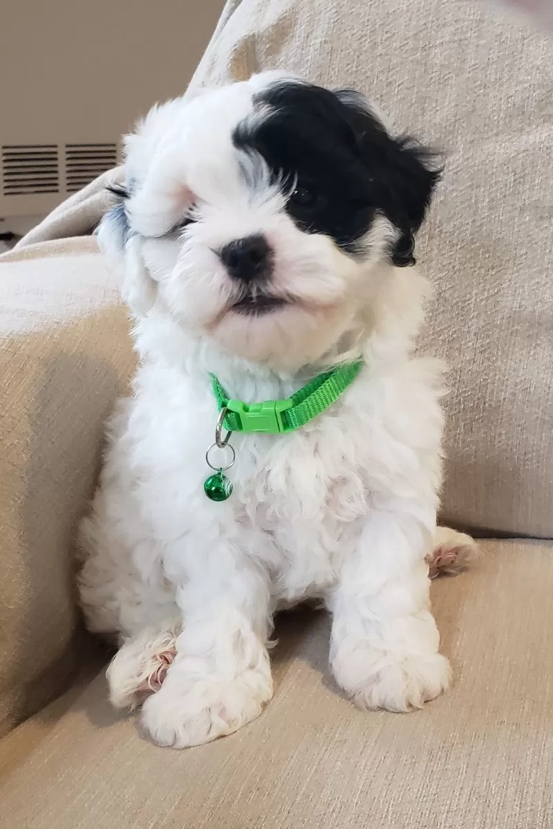 Olaf