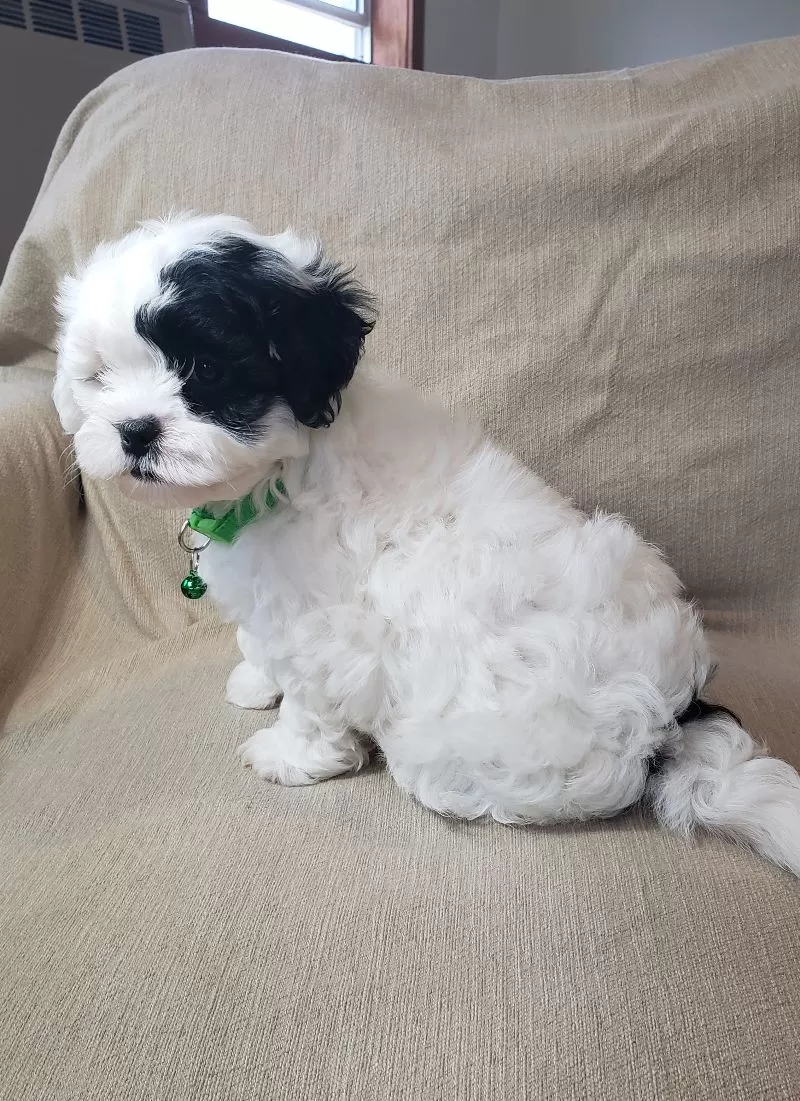 Olaf