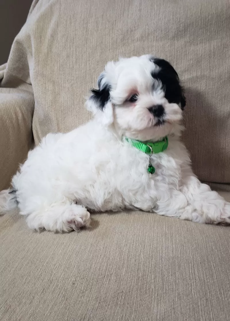 Olaf