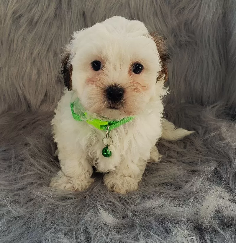 Ivy