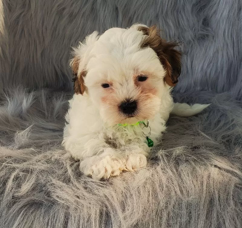 Ivy