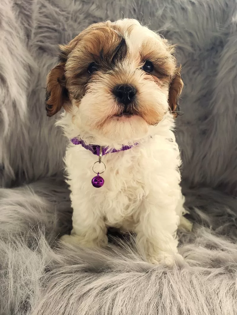 Skye