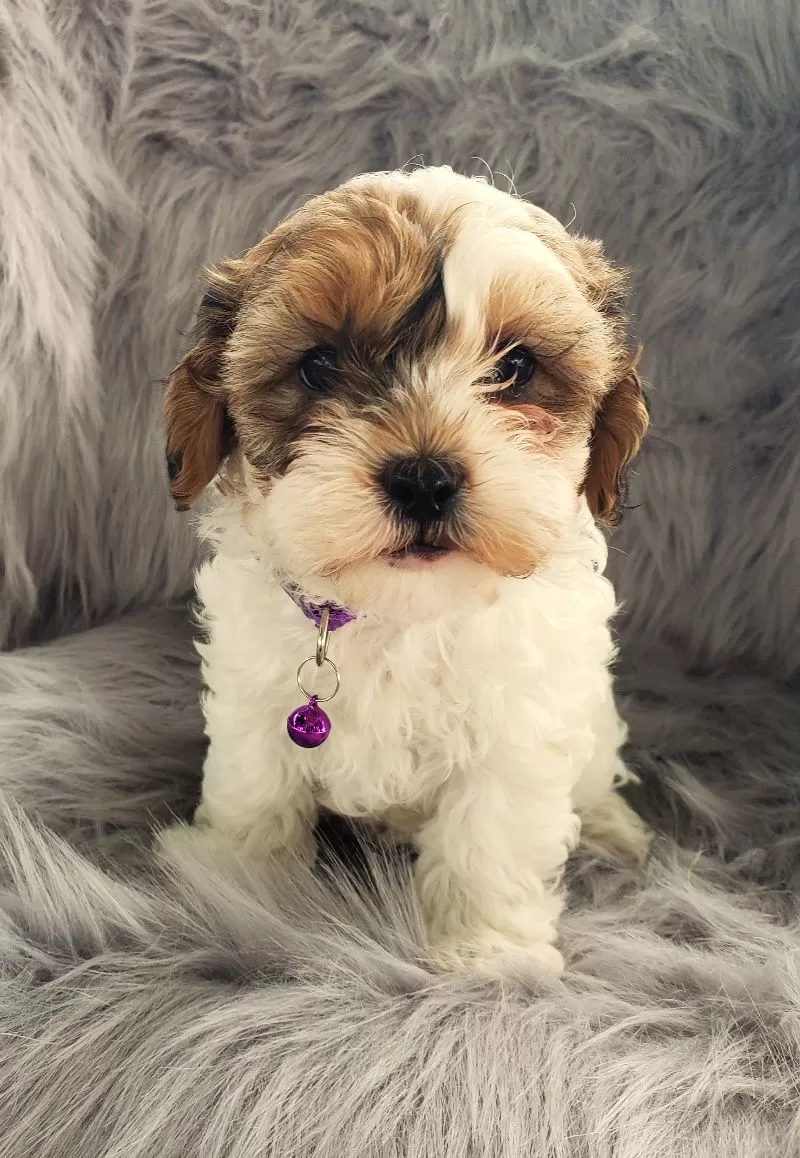 Skye