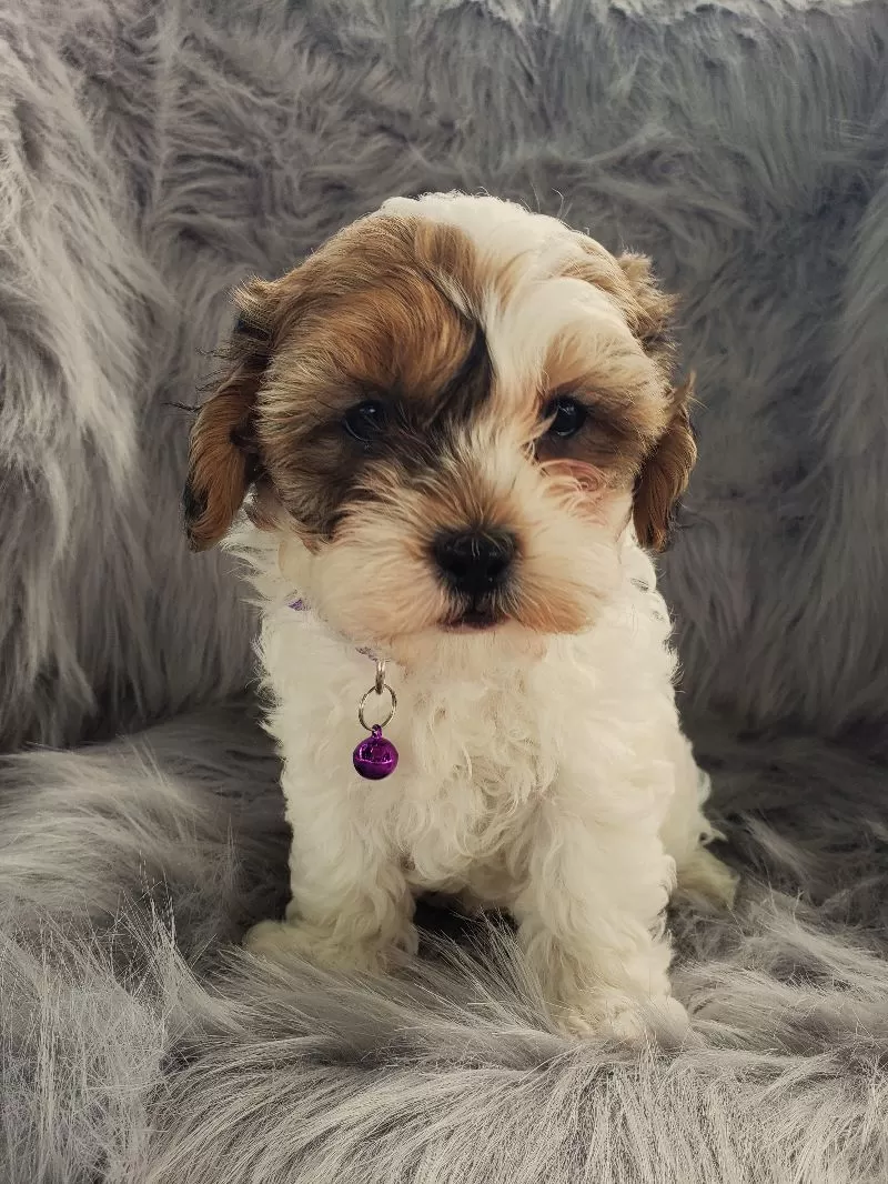 Skye