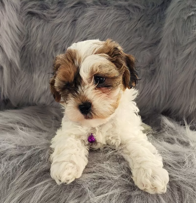 Skye