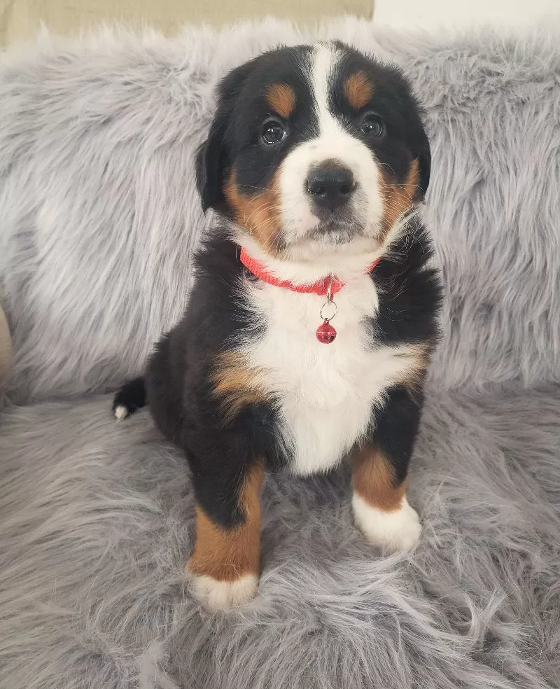 Puppy Name: Murphy-Health Tested Parents