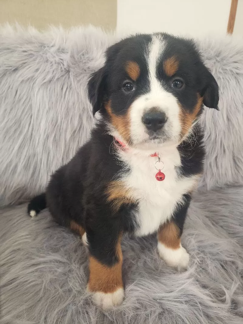 Murphy-Health Tested Parents