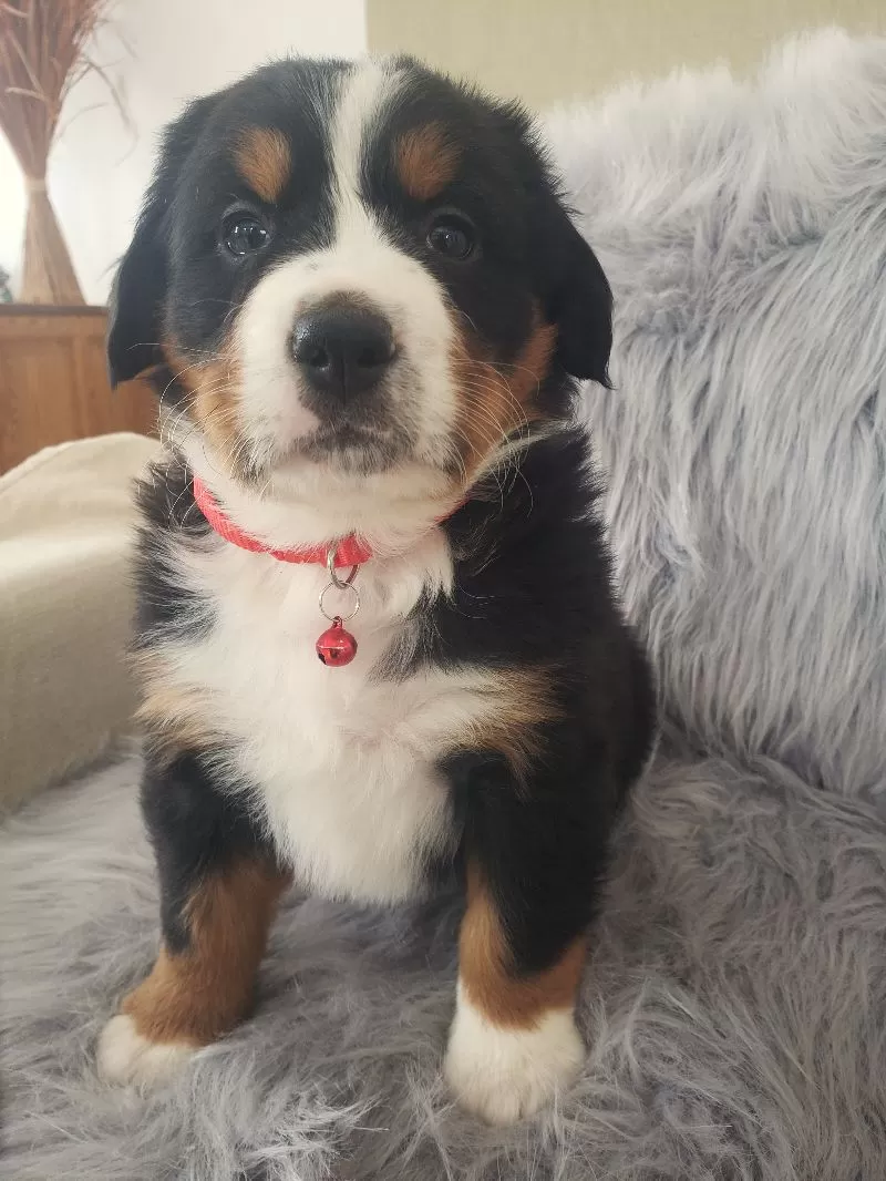 Murphy-Health Tested Parents