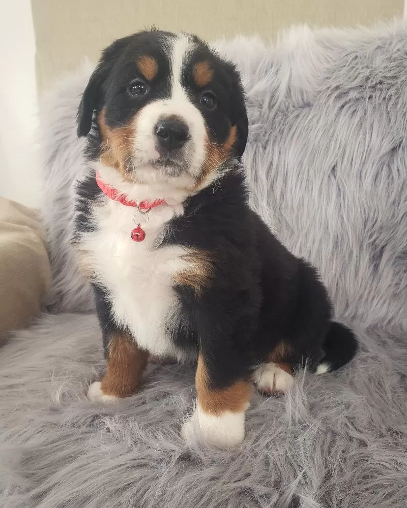 Murphy-Health Tested Parents