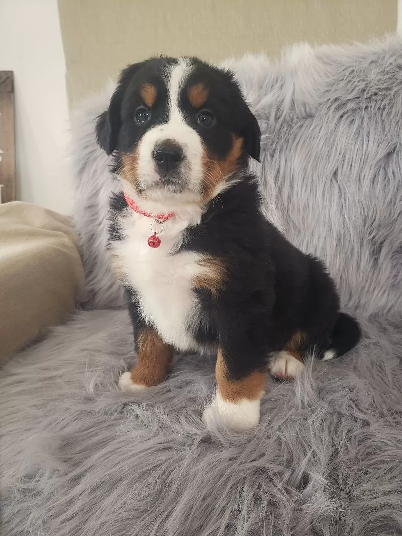 Murphy-Health Tested Parents