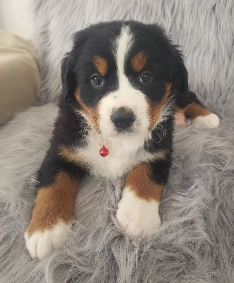 Murphy-Health Tested Parents