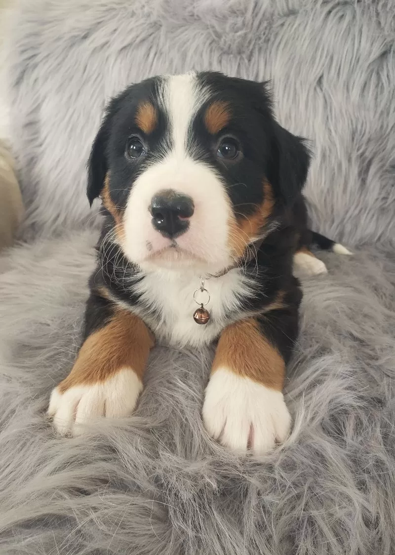 Puppy Name: Bear-Health Tested Parents