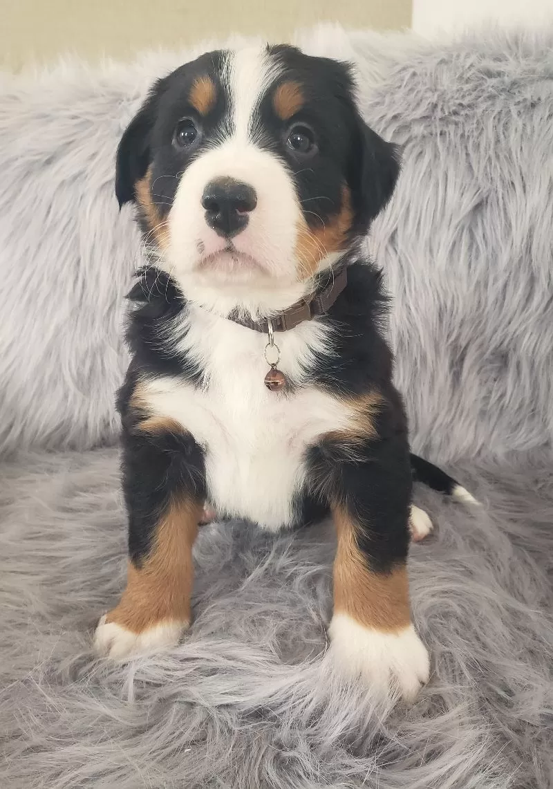 Bear-Health Tested Parents