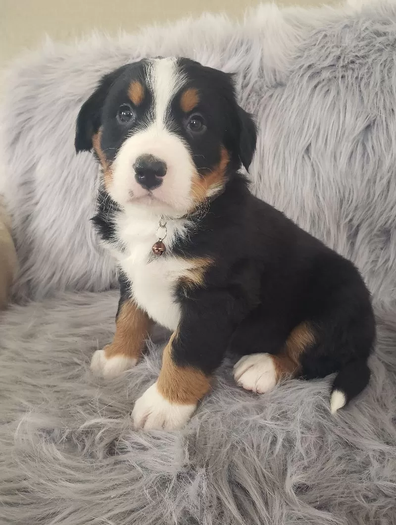 Bear-Health Tested Parents