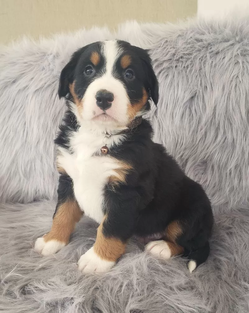 Bear-Health Tested Parents