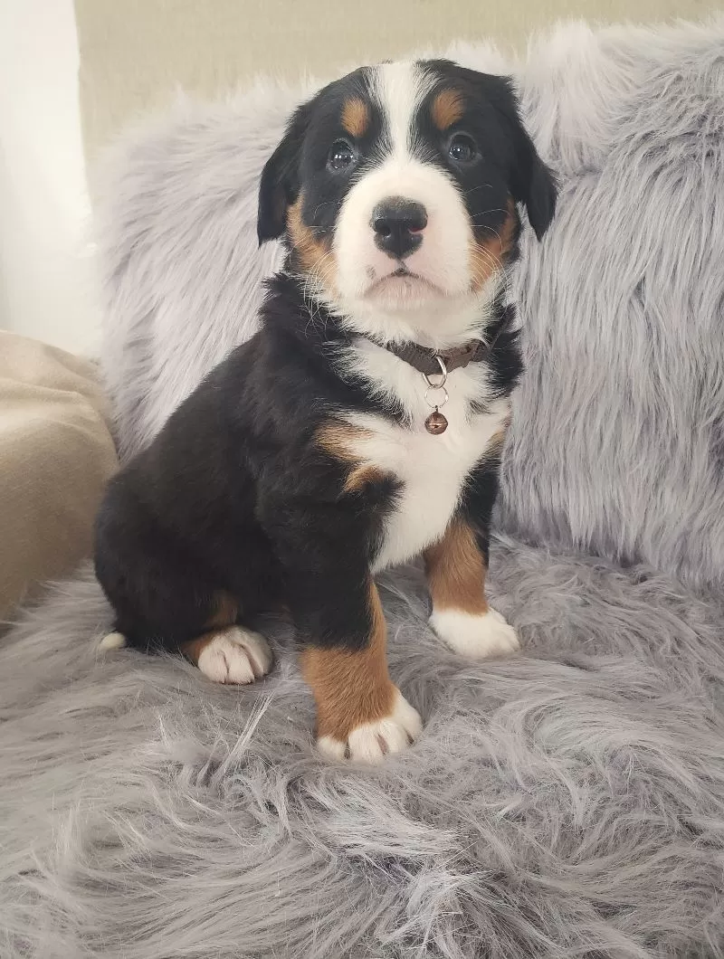 Bear-Health Tested Parents