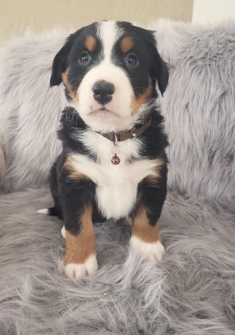 Bear-Health Tested Parents