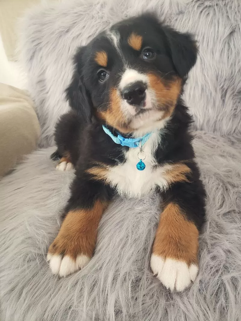 Ziggy-Health Tested Parents