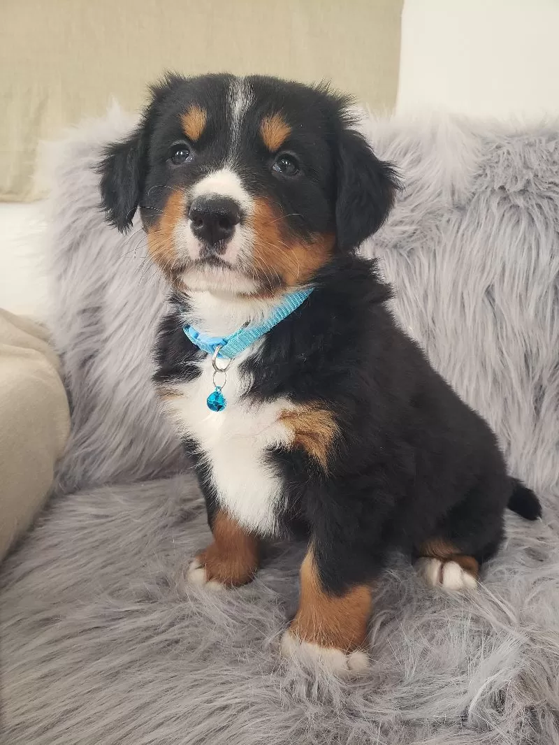 Ziggy-Health Tested Parents