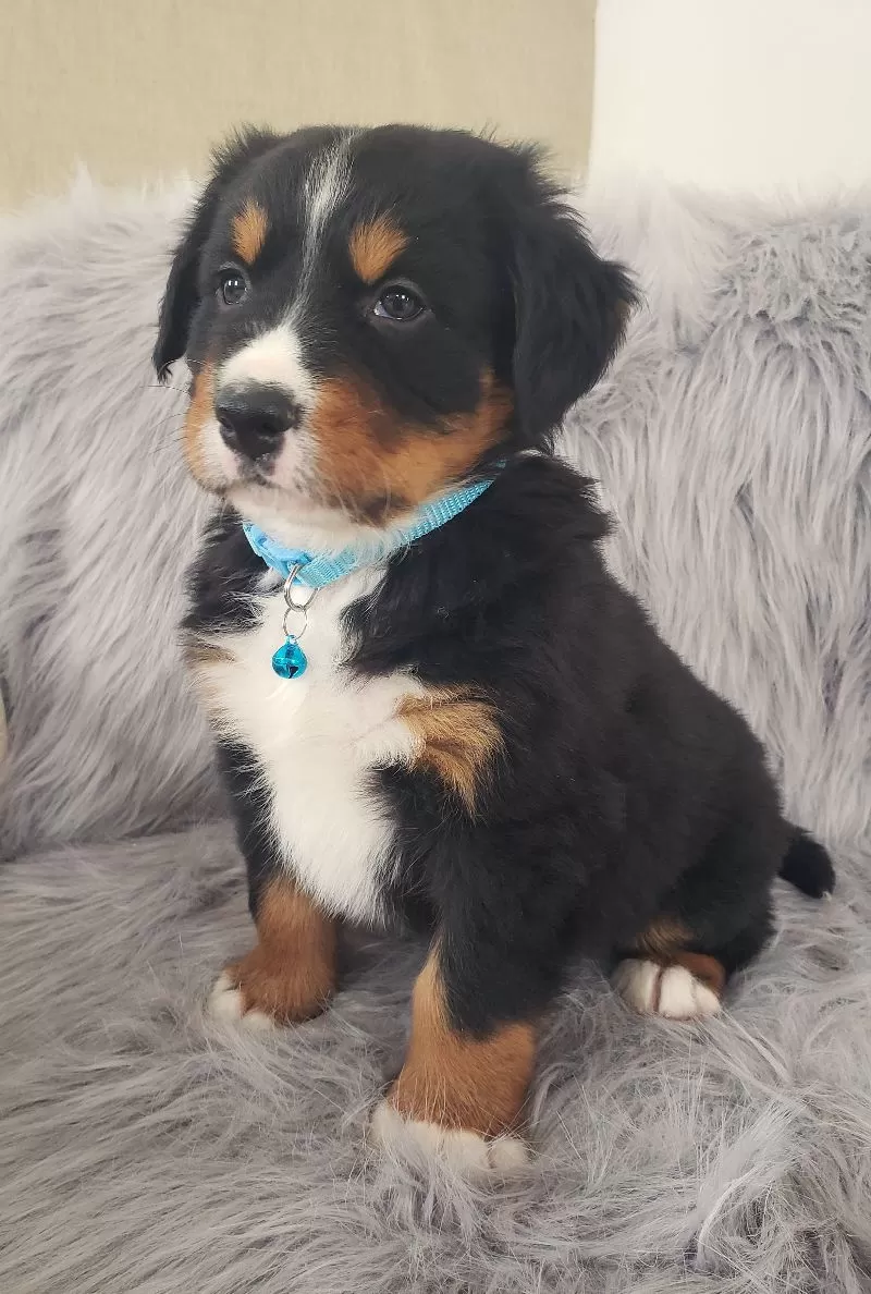 Ziggy-Health Tested Parents