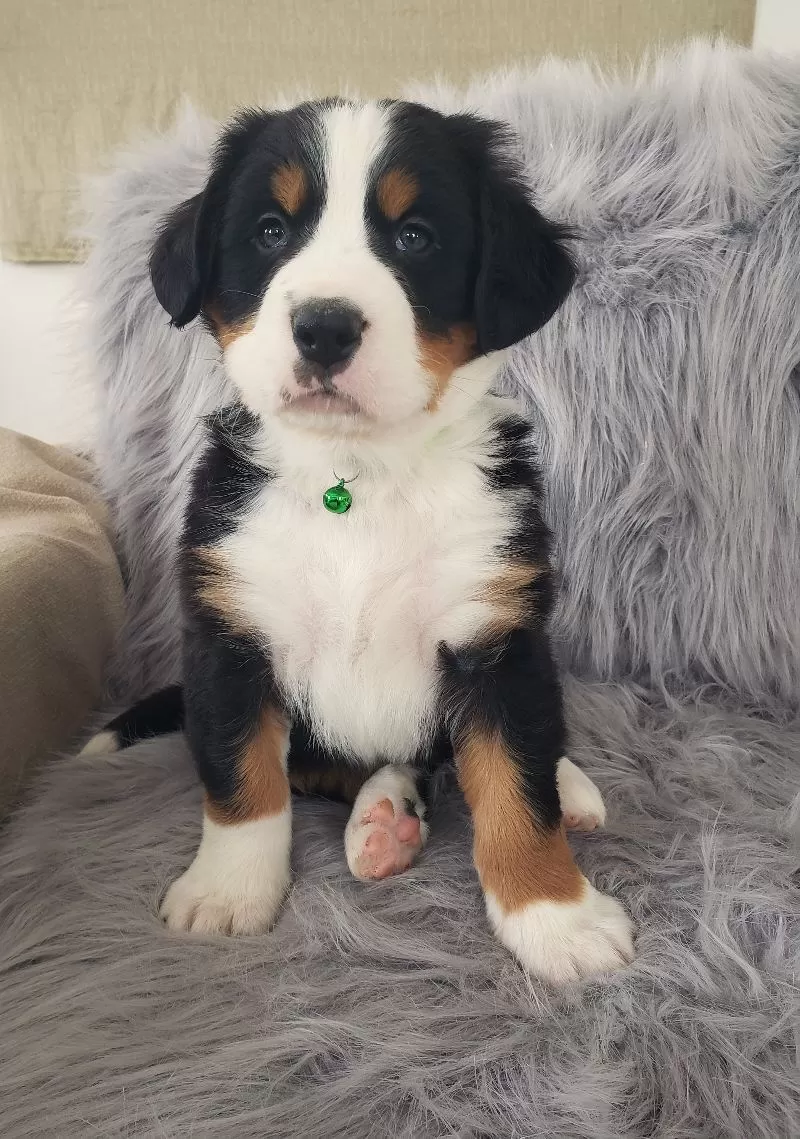 Puppy Name: Ryder-Health Tested Parents