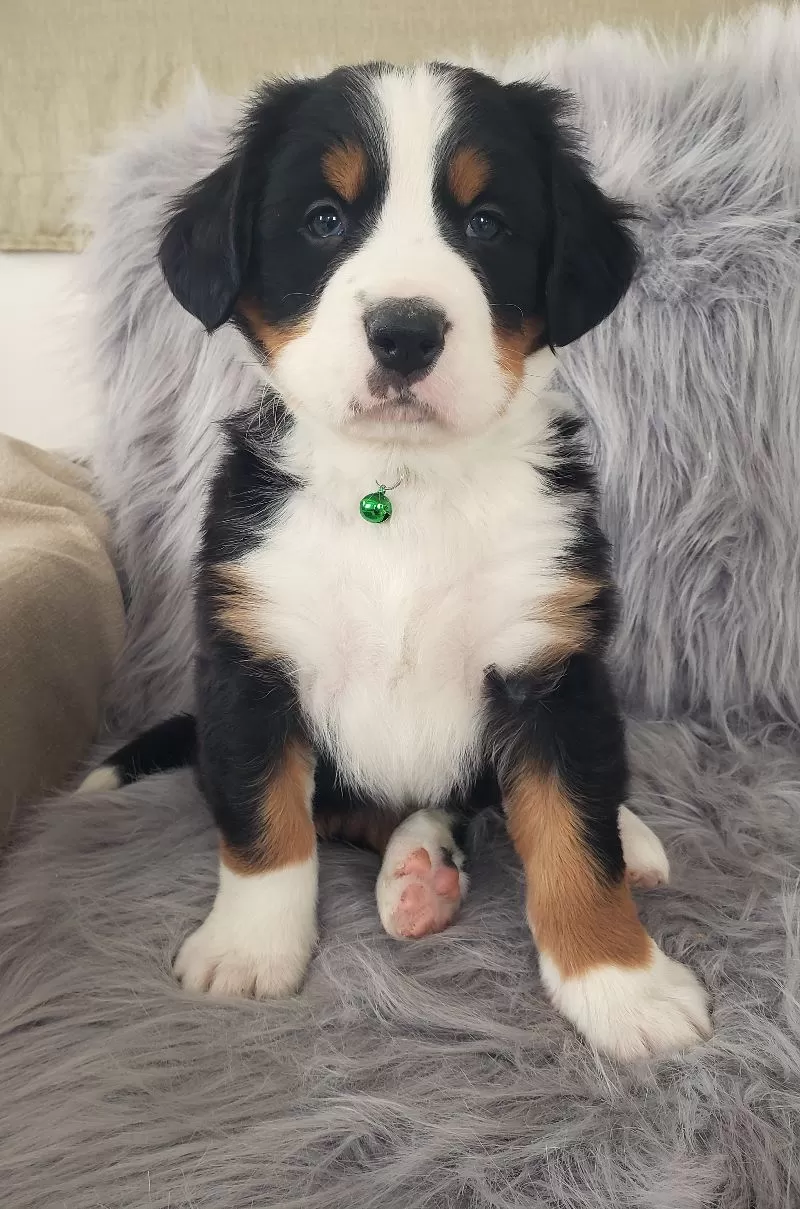 Ryder-Health Tested Parents