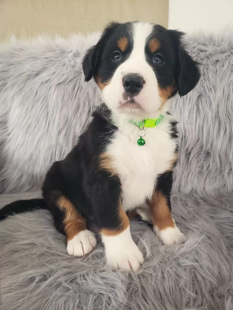 Ryder-Health Tested Parents