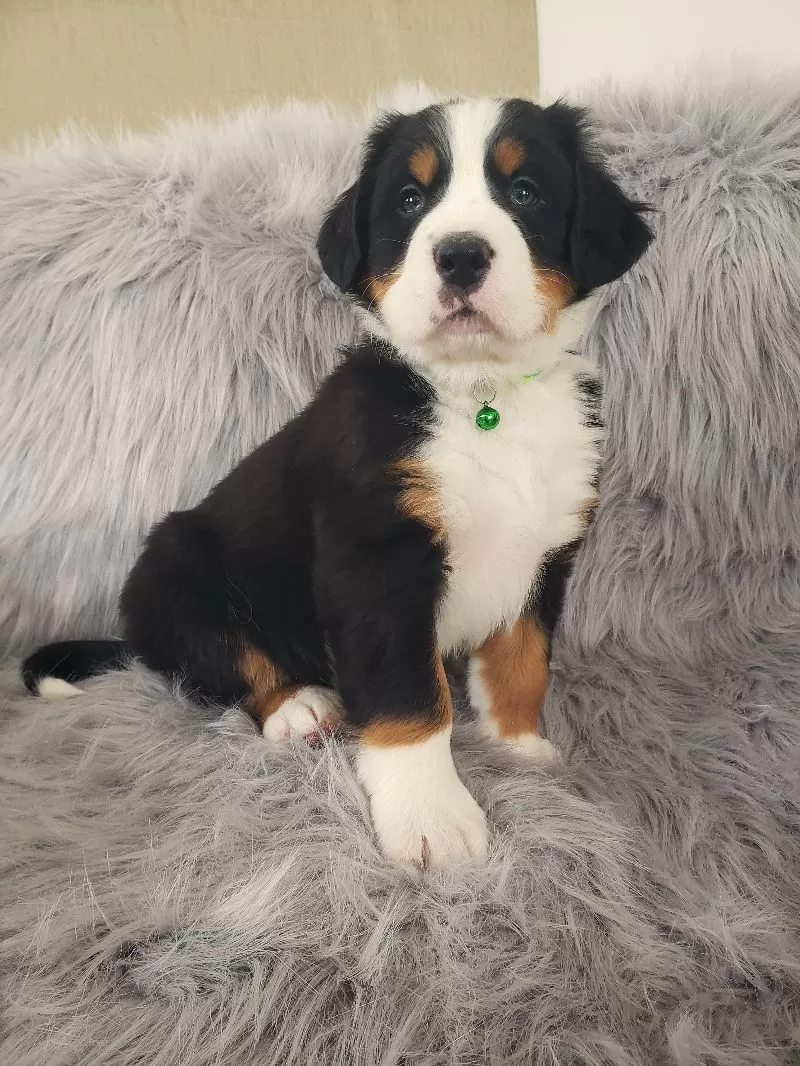 Ryder-Health Tested Parents