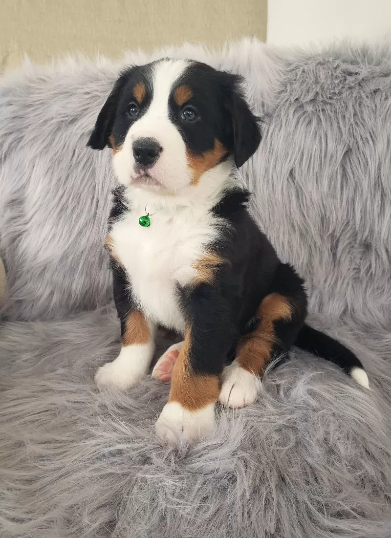 Ryder-Health Tested Parents