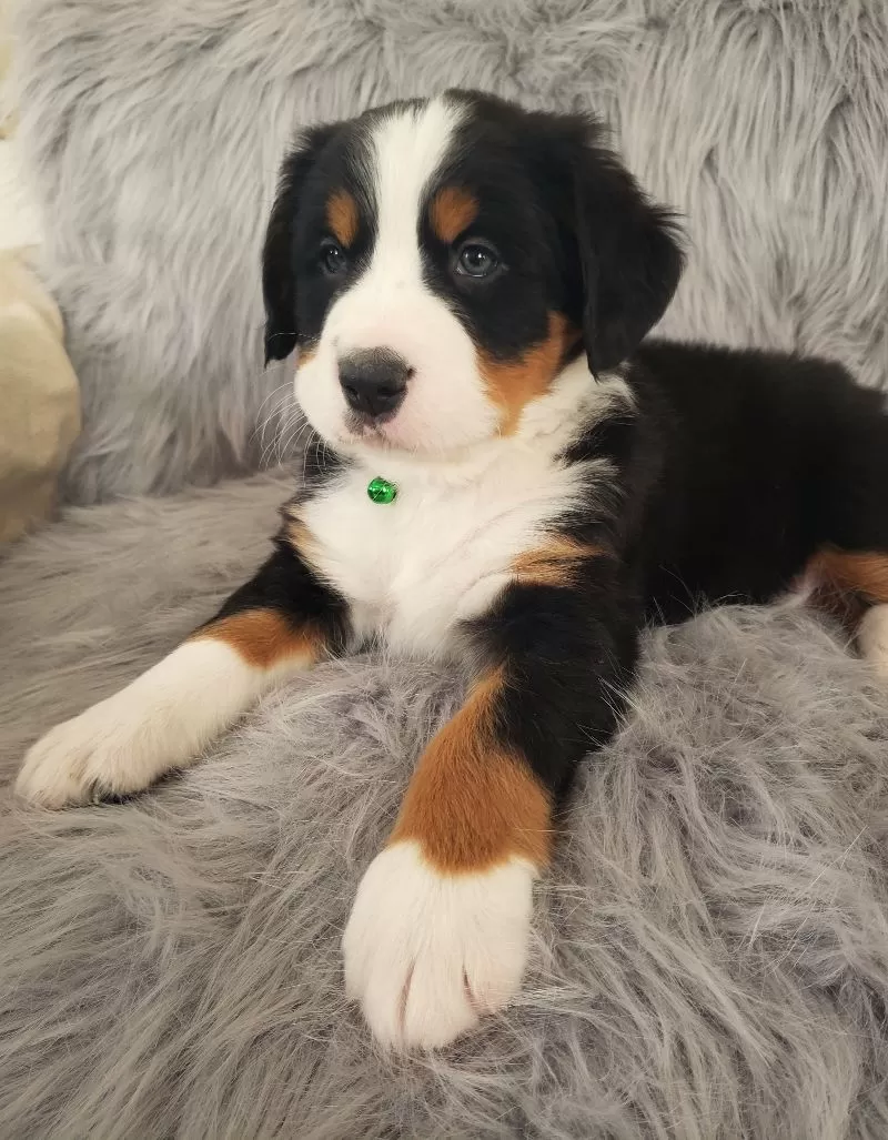 Ryder-Health Tested Parents