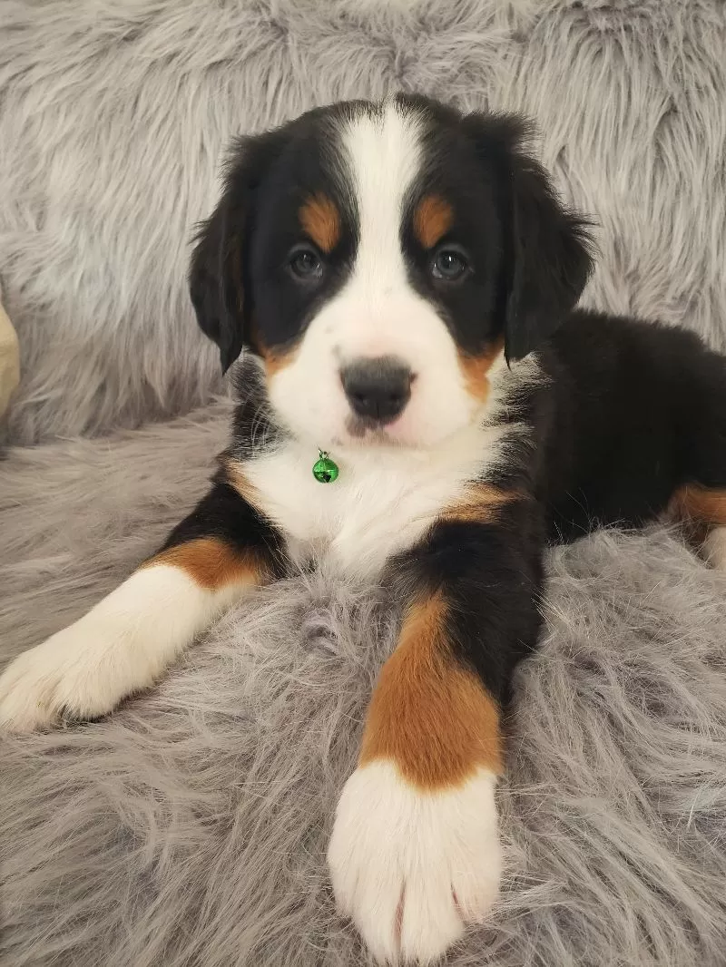 Ryder-Health Tested Parents