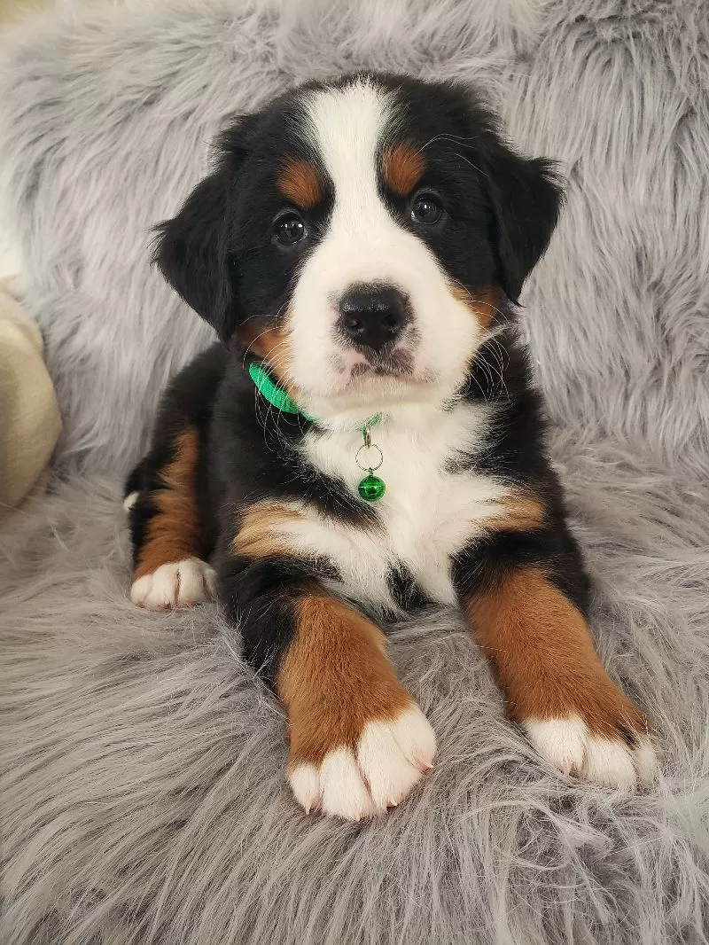 Puppy Name: Maverick-Health Tested Parents