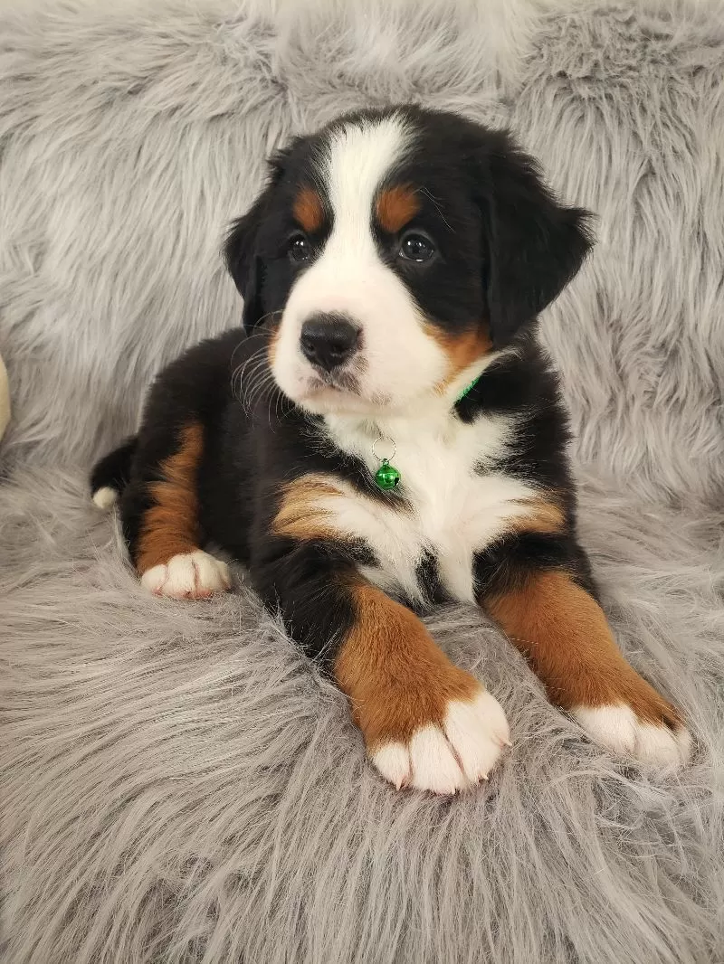 Maverick-Health Tested Parents