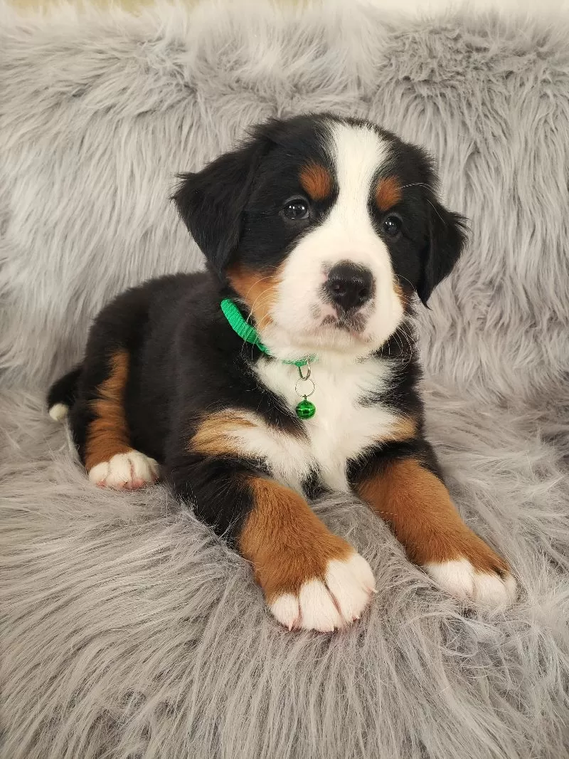 Maverick-Health Tested Parents