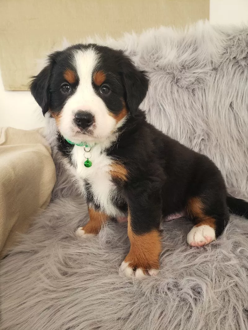 Maverick-Health Tested Parents