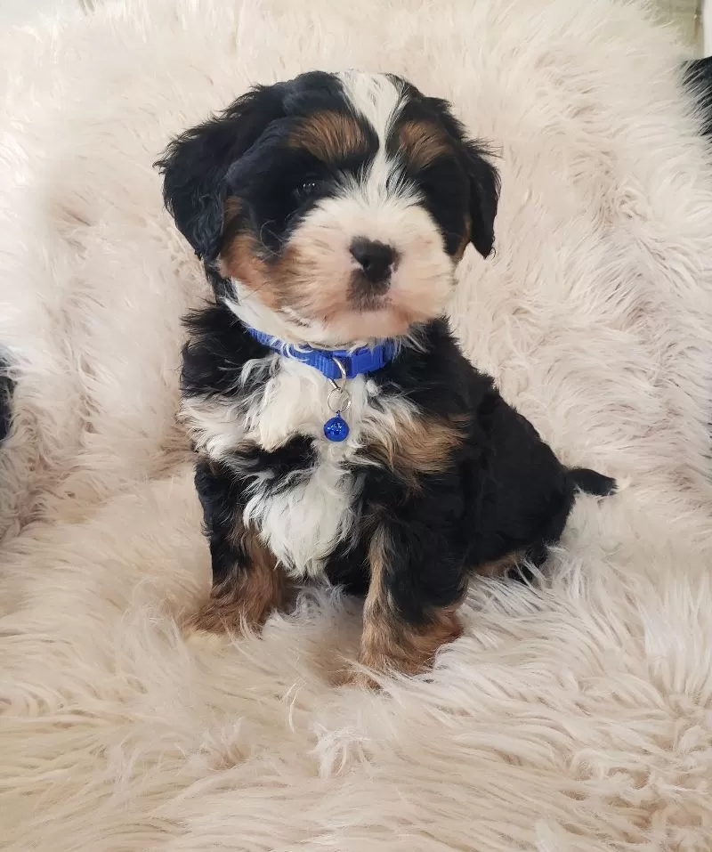 Scout-Health Tested Parents