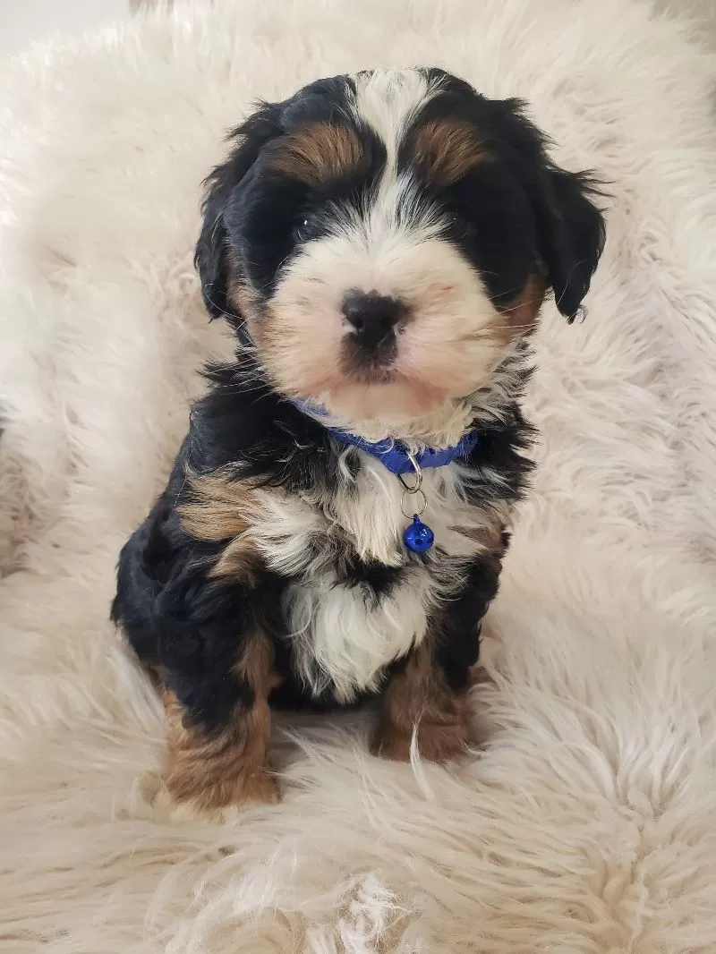 Scout-Health Tested Parents