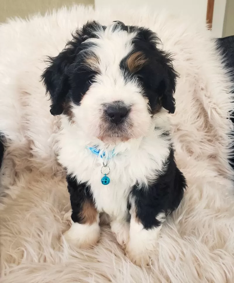 Otis-Health Tested Parents