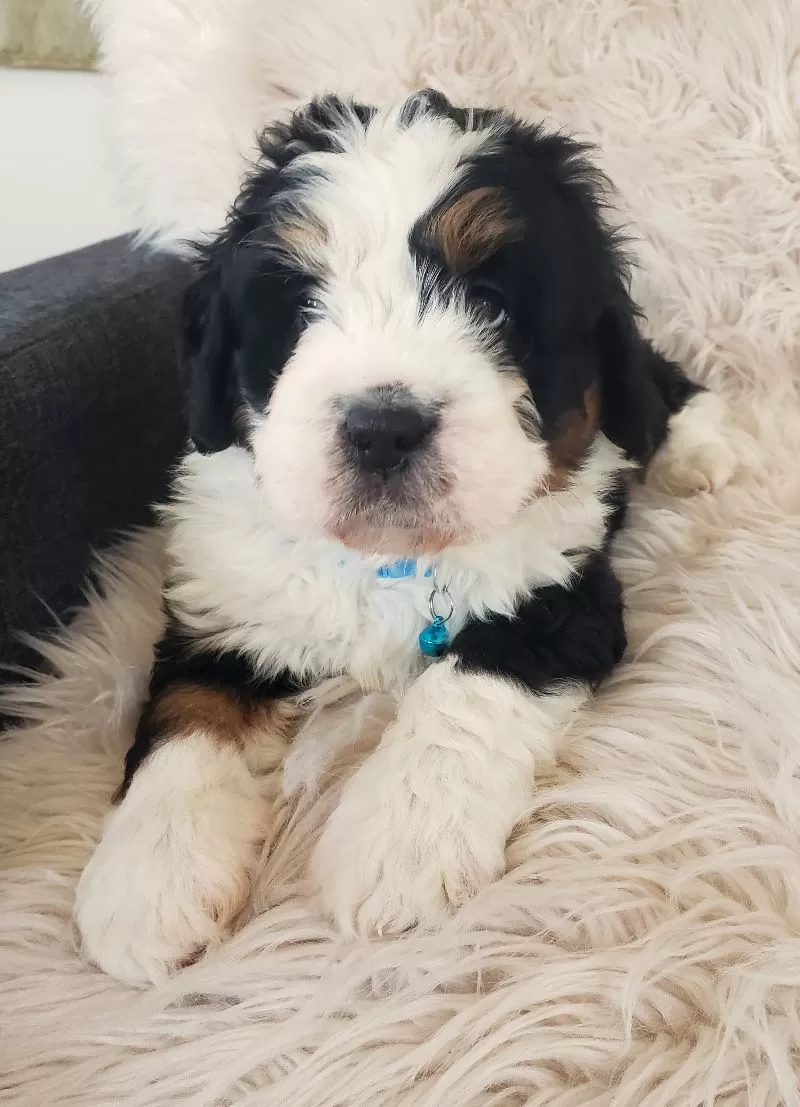 Otis-Health Tested Parents